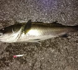 富津シーバス！