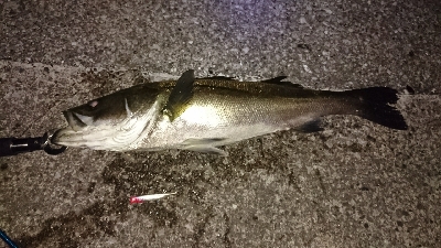 富津シーバス！