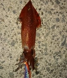 エギング釣行その23とロックフィッシュ