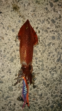 エギング釣行その23とロックフィッシュ