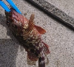 ロックフィッシュ&キス釣り