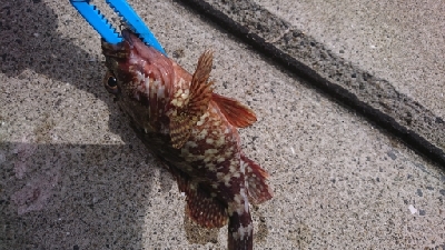 ロックフィッシュ&キス釣り