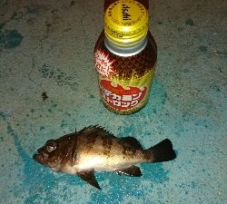 久々の釣果