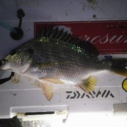 今日はこどもの日?