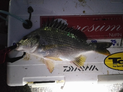 今日はこどもの日？