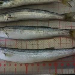 夕方にかるーく