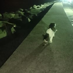 アジングのはずがまたチヌ…