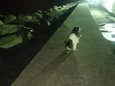 アジングのはずがまたチヌ…