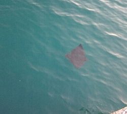 ジギング&小物釣り