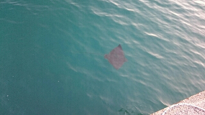 ジギング＆小物釣り