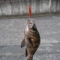 マイクロジギング