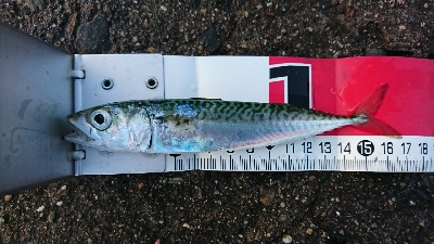 田曽浦でサビキ釣り