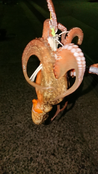 台風明けですが、なかなか釣れました！