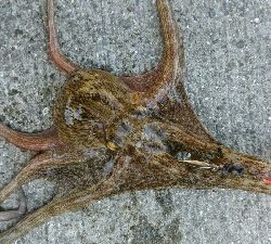 今年は渋い…。