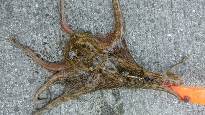 今年は渋い…。