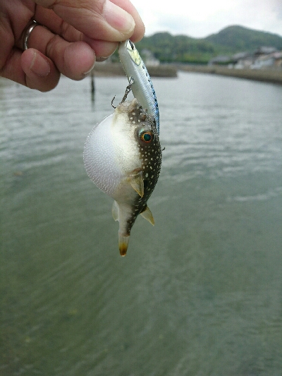 今日の釣果