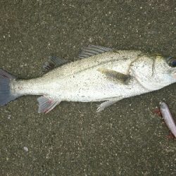 トップシーバスコラボ