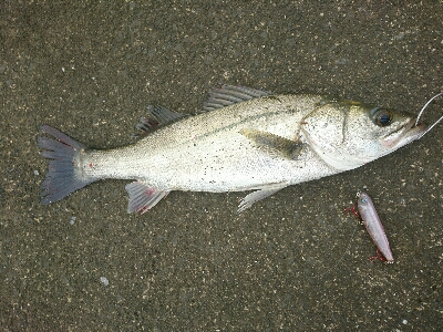 トップシーバスコラボ