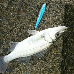 ヒラセイゴ、トラフナマコ、マダコ三種達成！