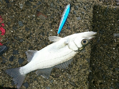 ヒラセイゴ、トラフナマコ、マダコ三種達成！…