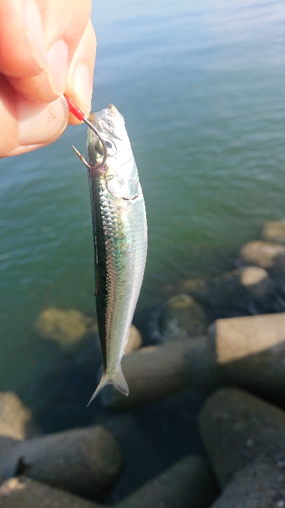 釣り部  釣行記  １８