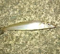 数釣りフィーバー