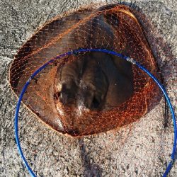 シーバスよりもデカイの釣れた‼️