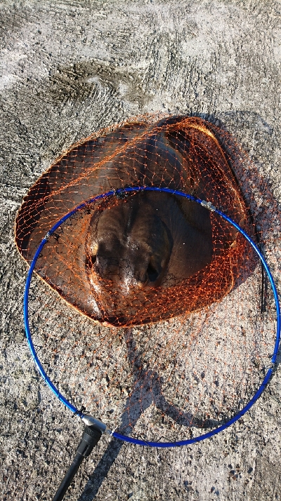 シーバスよりもデカイの釣れた‼️