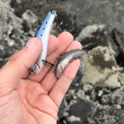 大潮ド干潮のデイゲーム