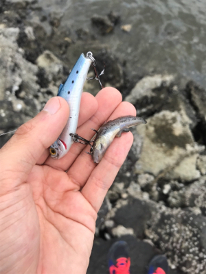 大潮ド干潮のデイゲーム