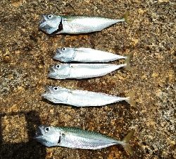 2018年7月1日釣行in姪浜漁港周辺