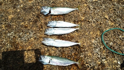 2018年7月1日釣行in姪浜漁港周辺