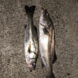 ナイトシーバス