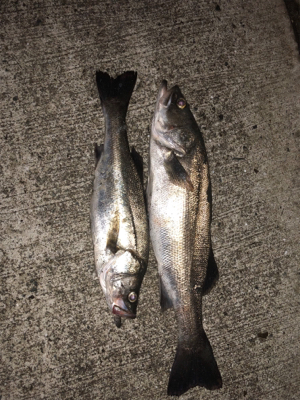 ナイトシーバス