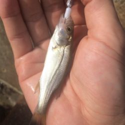 シーバスナイトゲーム☆GUNNING-STYLE