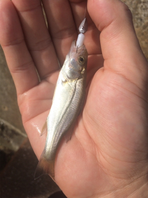 シーバスナイトゲーム☆GUNNING-STYLE