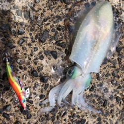 梅雨の晴れ間エギング