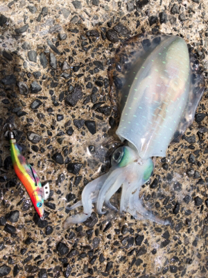 梅雨の晴れ間エギング