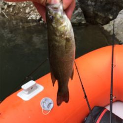 子バスしか反応しない