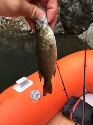 子バスしか反応しない