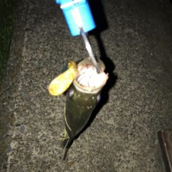 またセイゴです