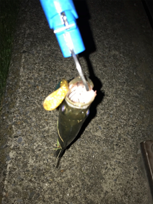 またセイゴです