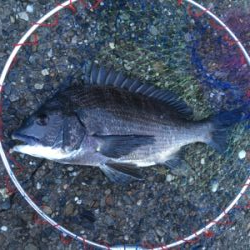 今日のテトラは大シケ