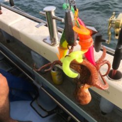 明石タコ釣り【がまかつ仕様】