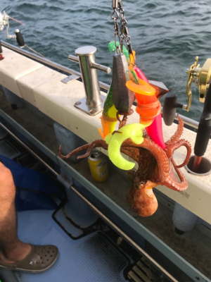 明石タコ釣り【がまかつ仕様】