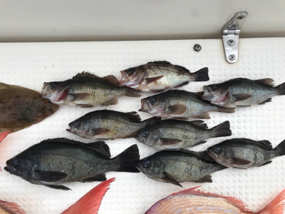 鯛ラバ  メバルサビキ