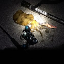 アオリを追い求め