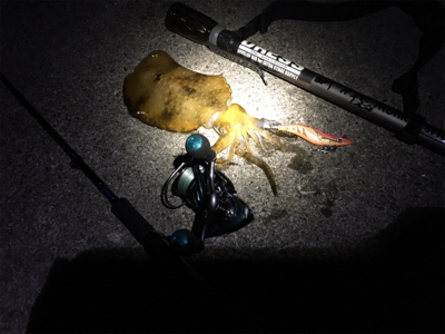 アオリを追い求め