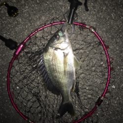 癒しのチニング