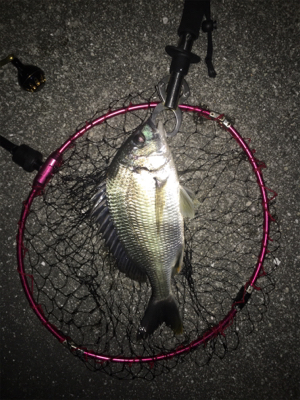 癒しのチニング